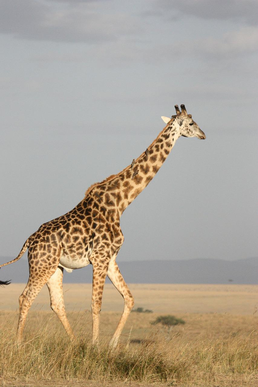 animal, giraffe, mammal-171318.jpg